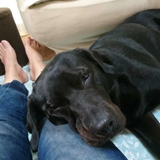 ラブラドール・レトリーバーのももちゃん