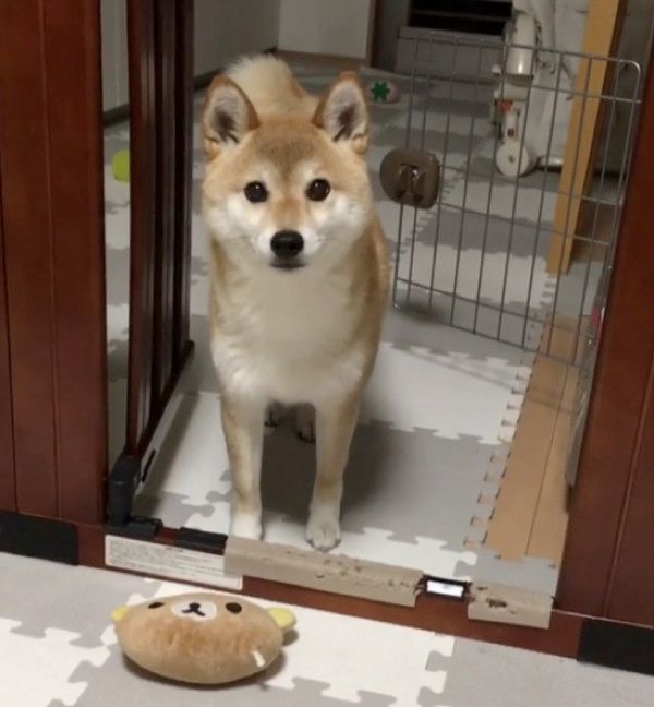 遊んでほしいと静かにアピールする柴犬