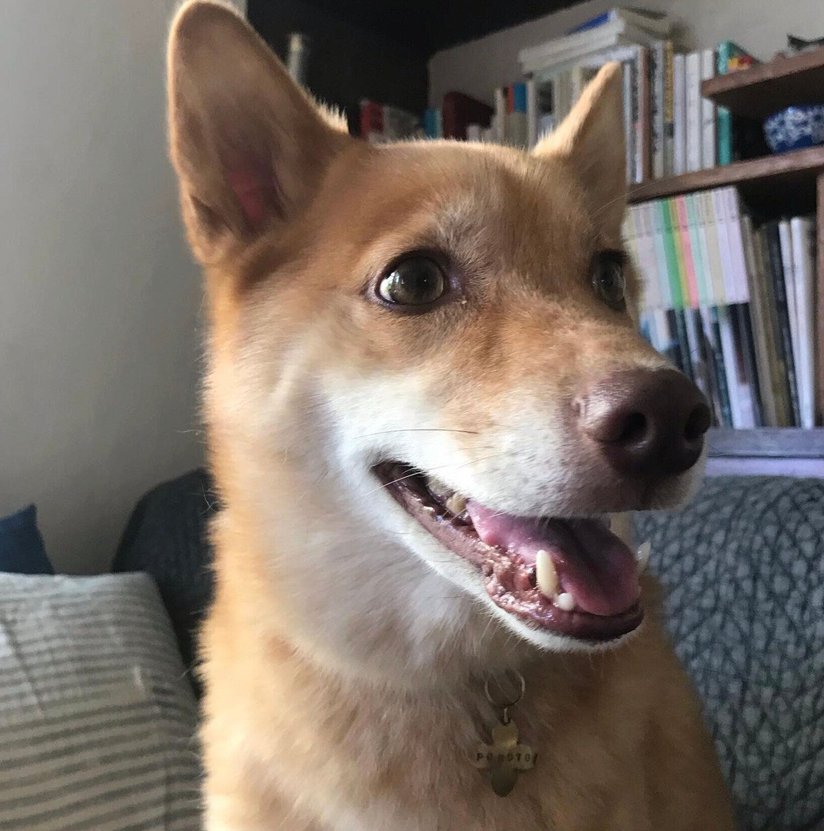 4才のころのポロトちゃん。