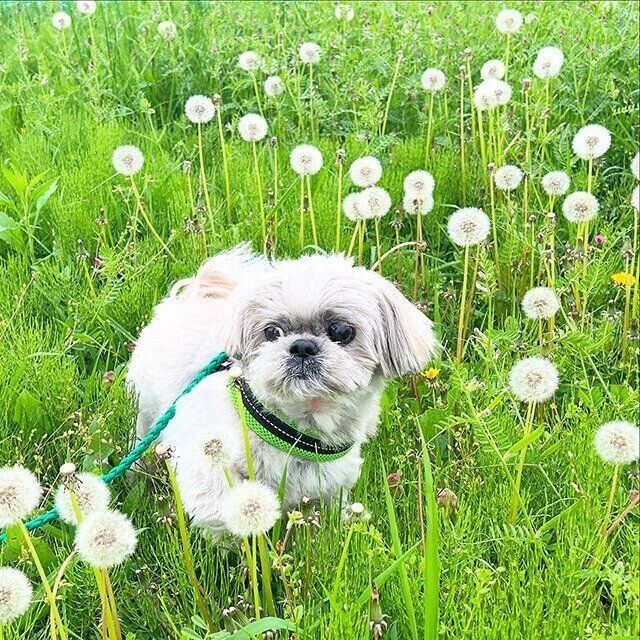 シーズー犬マンガてんぽshihtzu