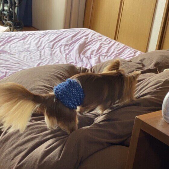 チワワのリプルくん