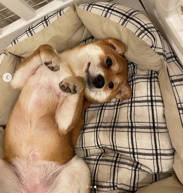 くつろぐもみじちゃん