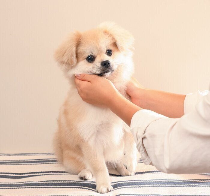 保湿してもらう犬