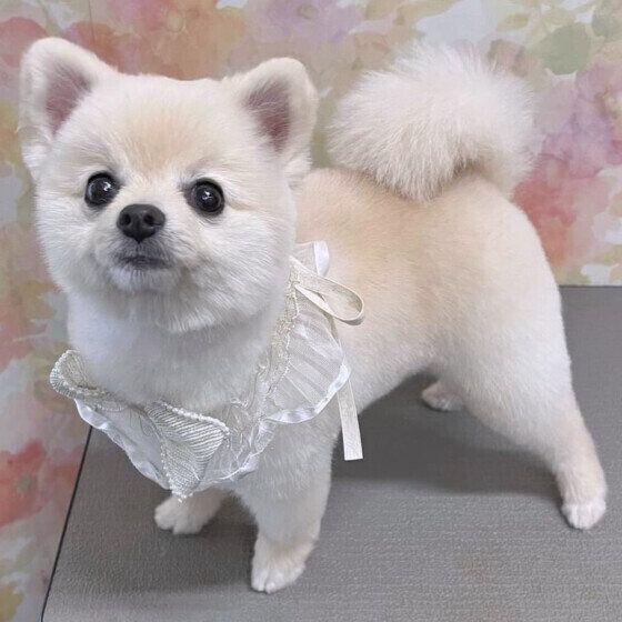 犬のトリミングを行う際の注意点 愛犬のカットスタイルを選ぶ際に考えておきたいこと いぬのきもち