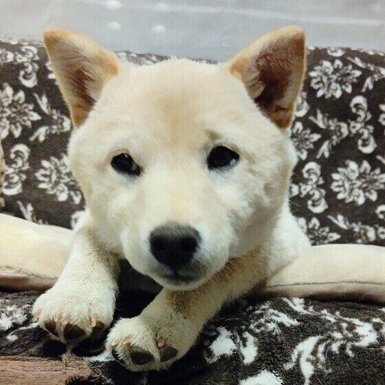 子犬の成長期によくない！ 危険な遊び方や運動の習慣とは いぬのきもち