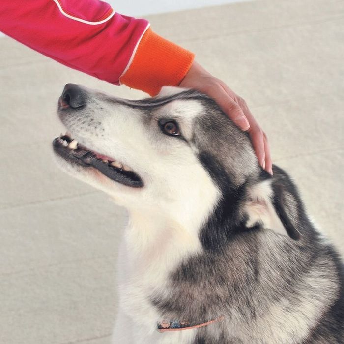 飼い主さんとのスキンシップのときに耳が全部倒れるのはリラックスしている証拠。しっぽを丸めて口を閉じているときは「降参」を意味している