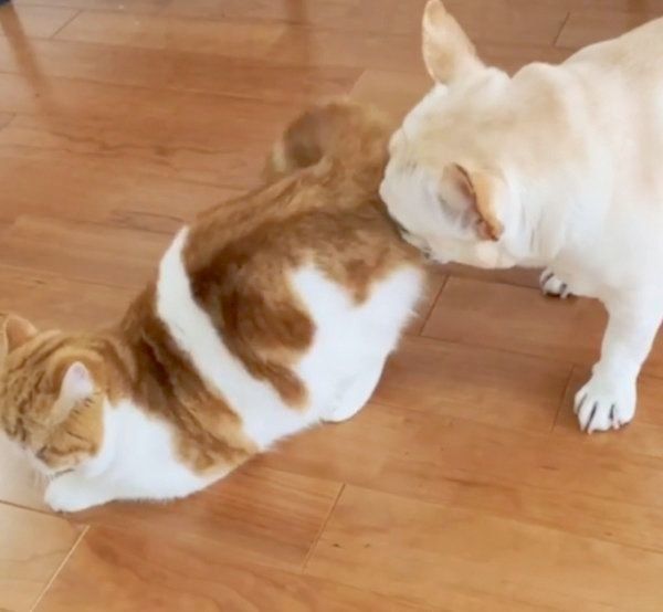 フレンチブル・ドッグとエキゾチックショートヘア