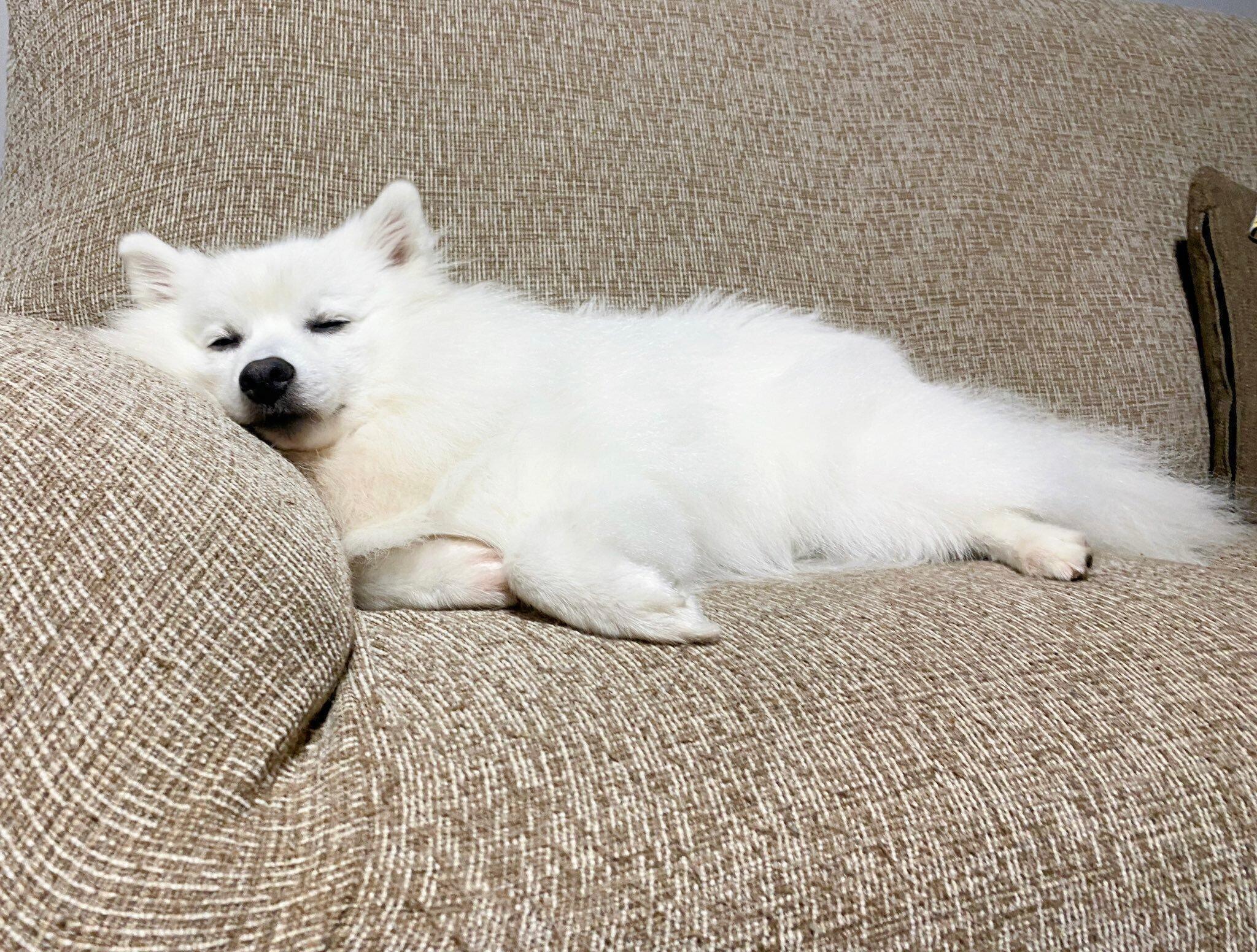 成長後の銀くん　とろけるような寝姿がかわいい