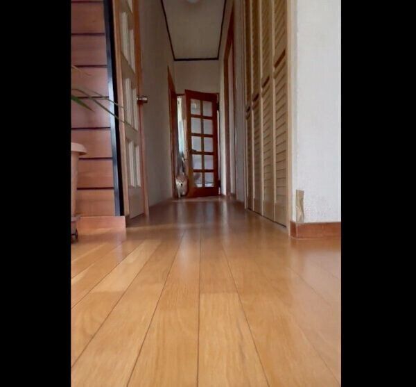 帰宅した飼い主さんたちを出迎えるえまちゃん