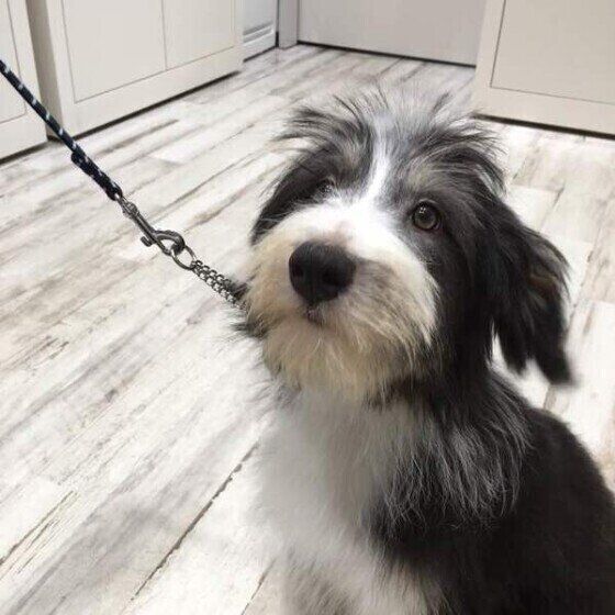 ビアデッド・コリーのクウィンちゃん