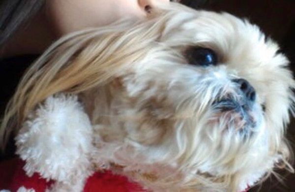 シー・ズーのぼたんちゃん