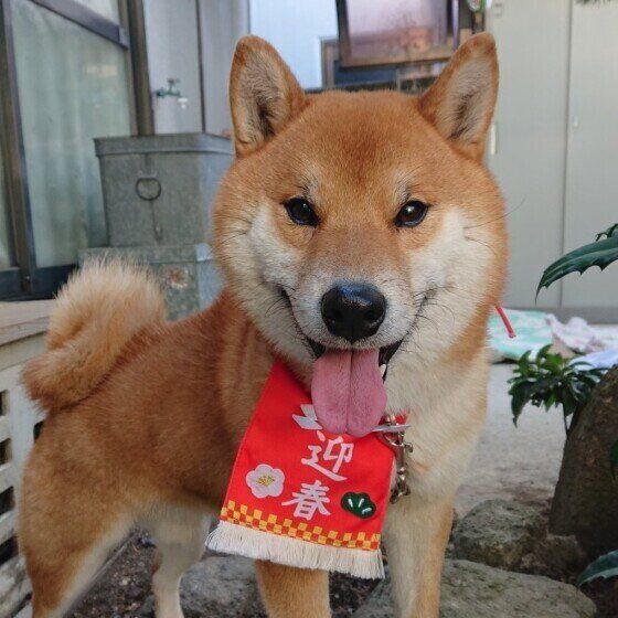 柴犬の豆助くん