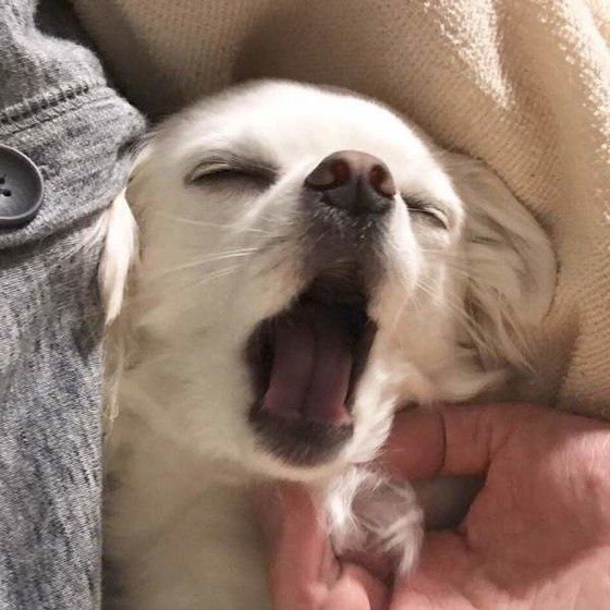 気持ち良さそうなチワワ