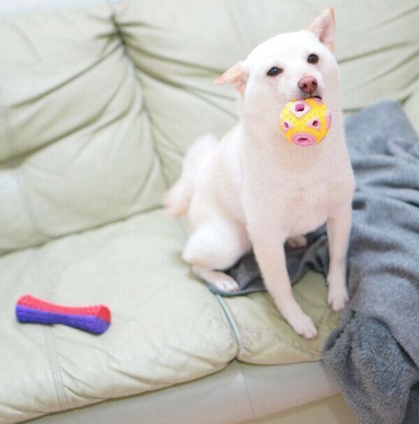 ボールをくわえるまめたちゃん