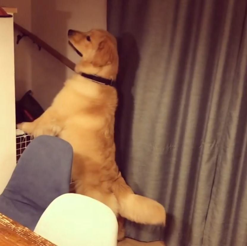 ゴールデン・レトリーバーのモッシュくん