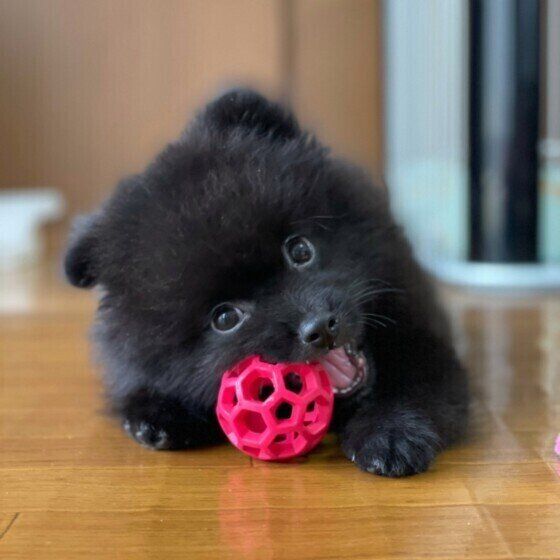 ポメラニアンのふう太くん