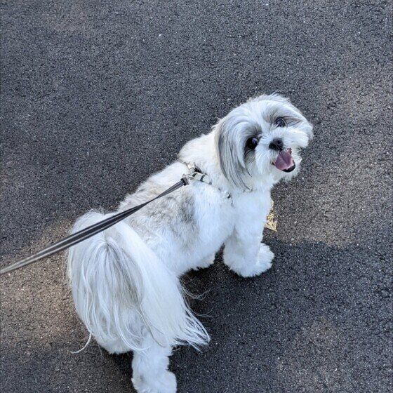 Mix（小型犬）のラルちゃん♪