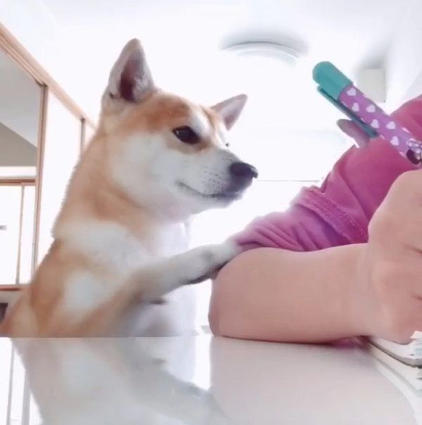 かまってほしいハルくん