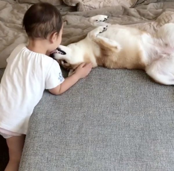 妹を見つめて固まる柴犬