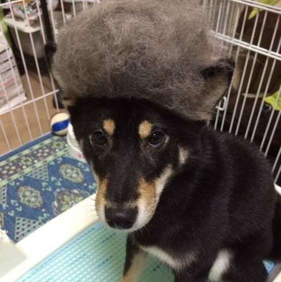 抜け毛アフロ♪