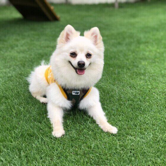 散歩中のポメラニアン