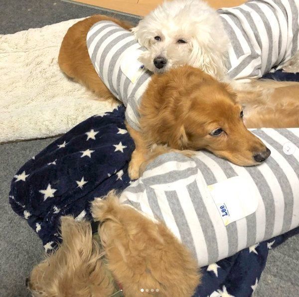 犬団子をするオマくん、カマくん、もんちゃん