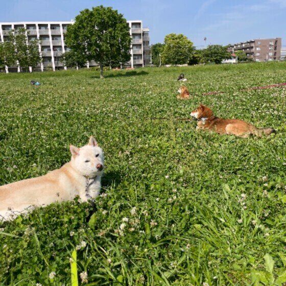 柴距離をする柴犬たち