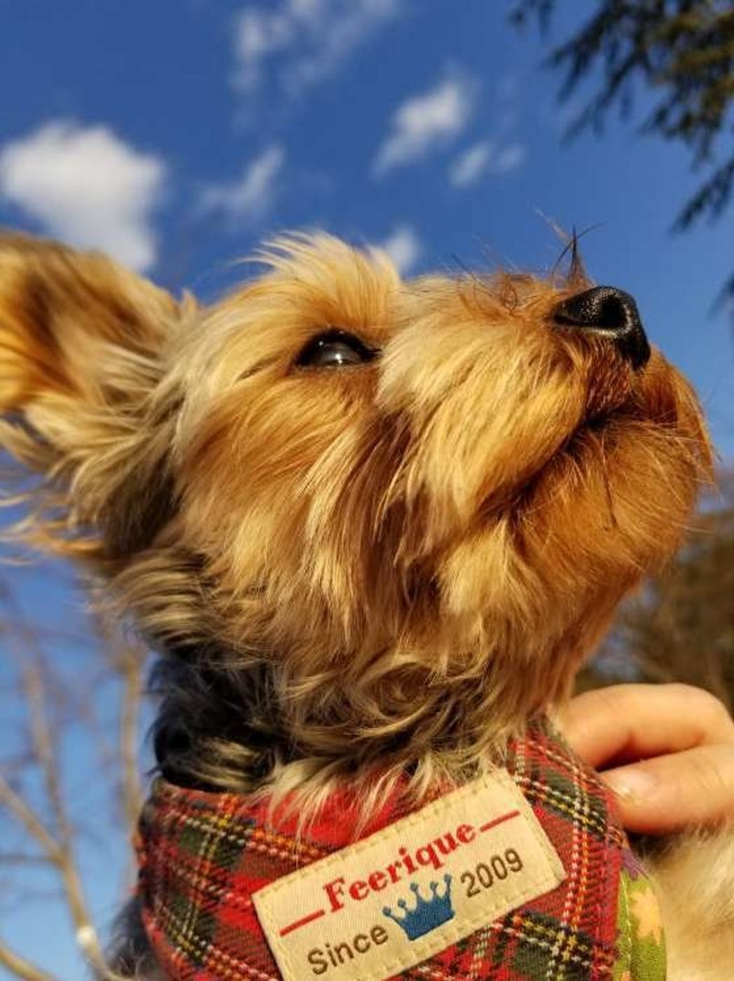 犬が旅立つ前に見せるしぐさや予兆に気がついた時 飼い主さんができること いぬのきもちweb Magazine 犬が旅立つ前に見せるしぐさや予兆に気がついた時 飼い主さんができること いぬのきもちweb Magazine