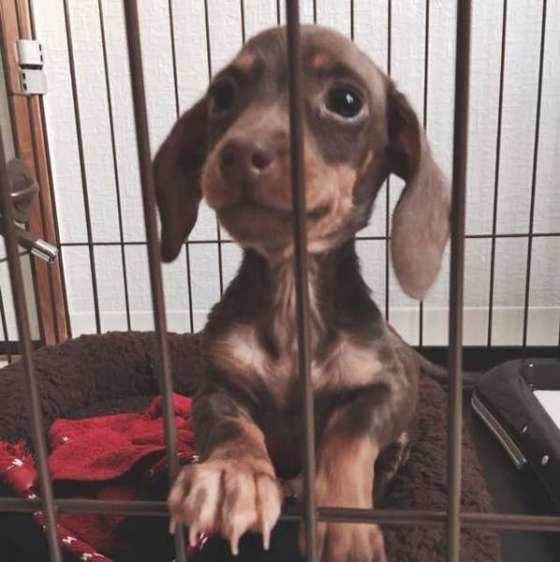 ミニチュア・ダックスフンド　雷ちゃん