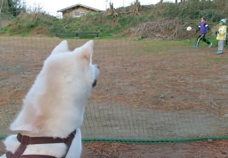 サッカーを見る犬