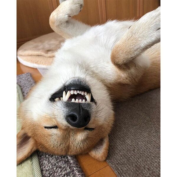 口を開けて眠るレッカくん