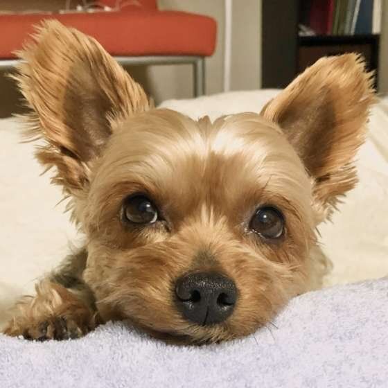 ヨークシャー・テリア