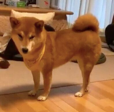 ミニちゃんに嫉妬しているすずちゃん