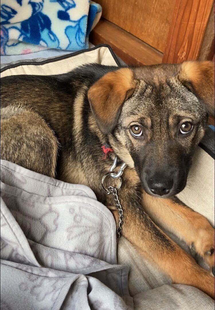 お迎えしたばかりのころくくんの様子