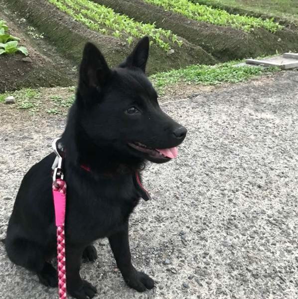散歩中も 室内でも 愛犬を危険から守るための言葉とは いぬのきもちweb Magazine 散歩中も 室内でも 愛犬を危険から守るための言葉とは いぬのきもちweb Magazine
