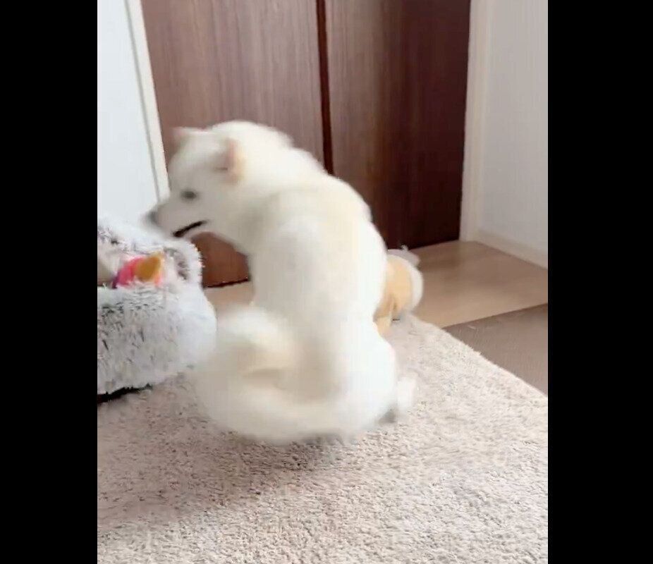 クルクル回るほあちゃん