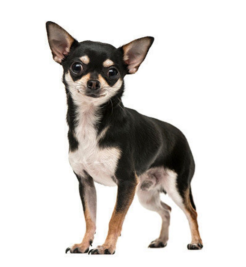 獣医師が解説 犬種別 小型犬に散歩は必要 冬も行く 量と回数の目安 いぬのきもちweb Magazine 獣医師が解説 犬種別 小型犬に散歩は必要 冬も行く 量と回数の目安 いぬのきもちweb Magazine
