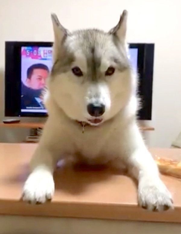 無言の圧力をかけるユキちゃん