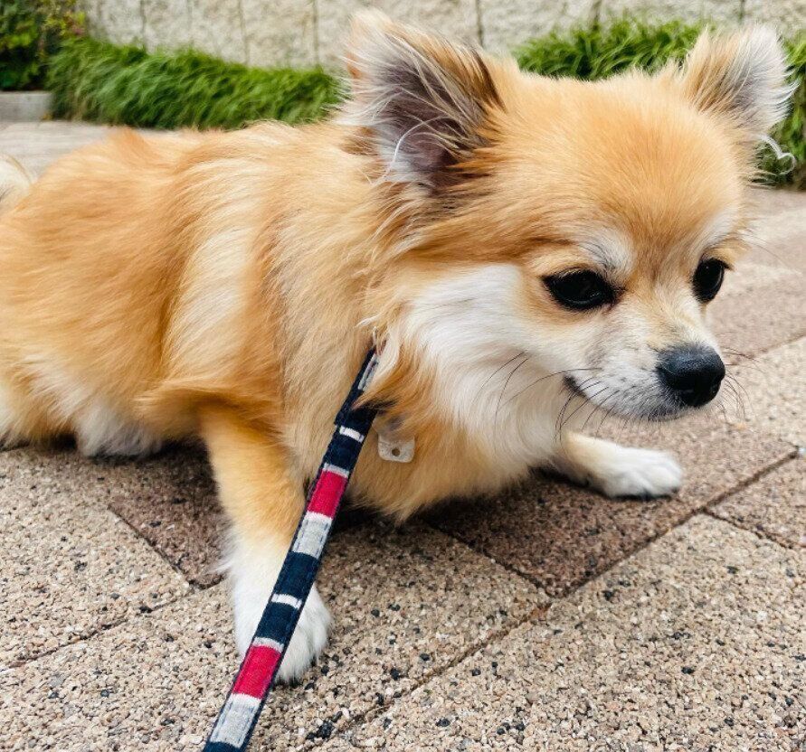 散歩帰りのぽんちゃん（MIX、メス）