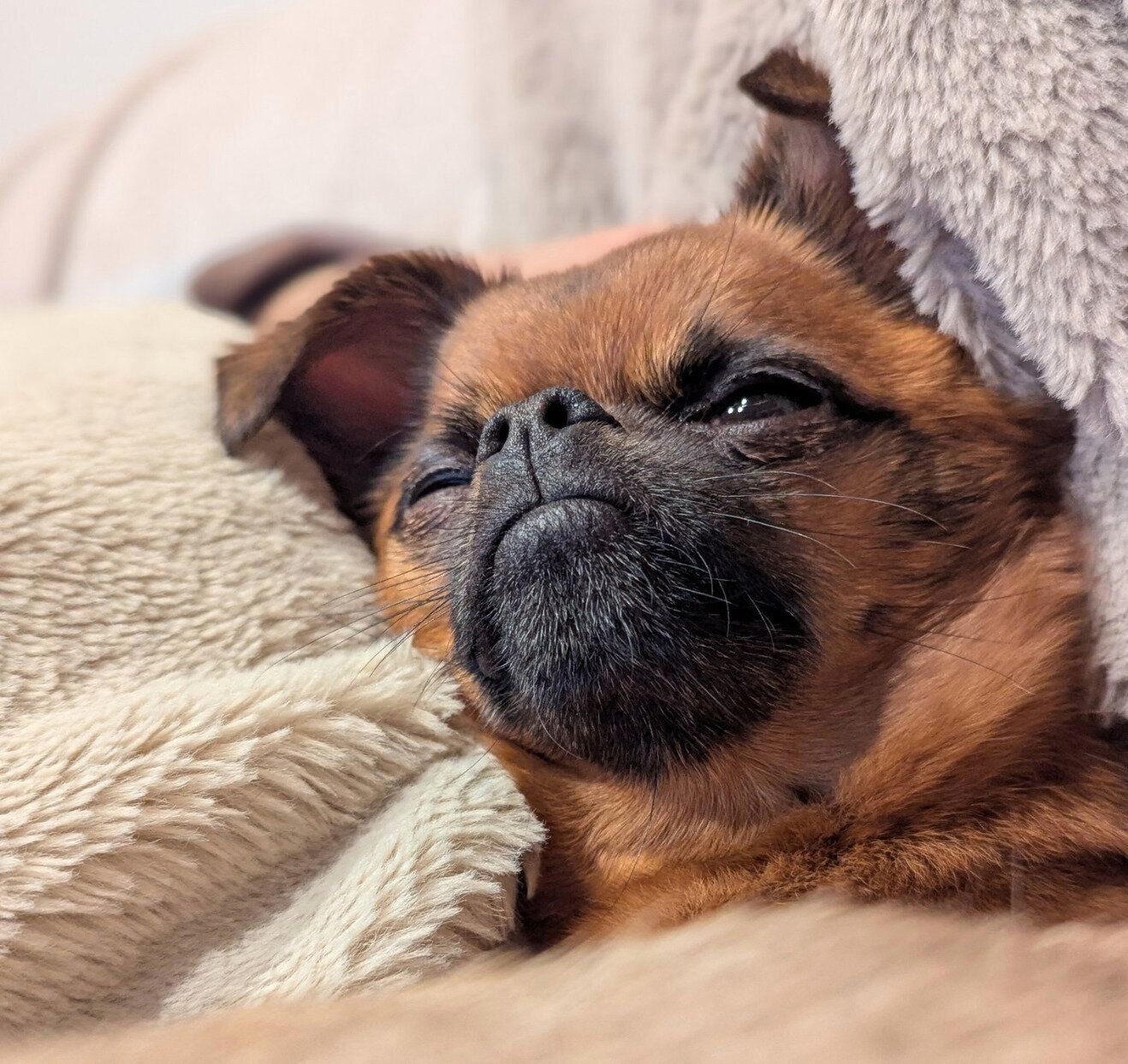 飼い主さんに甘えるビノくん
