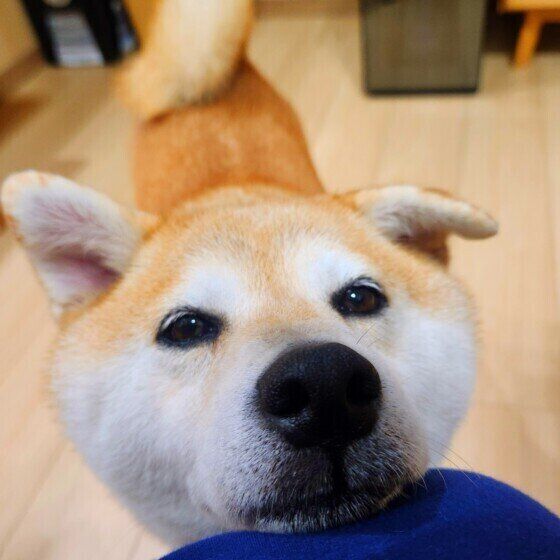 夏に注意すべき犬の4つの皮膚病とは？ 症状と治療法を獣医師に聞いた いぬのきもち