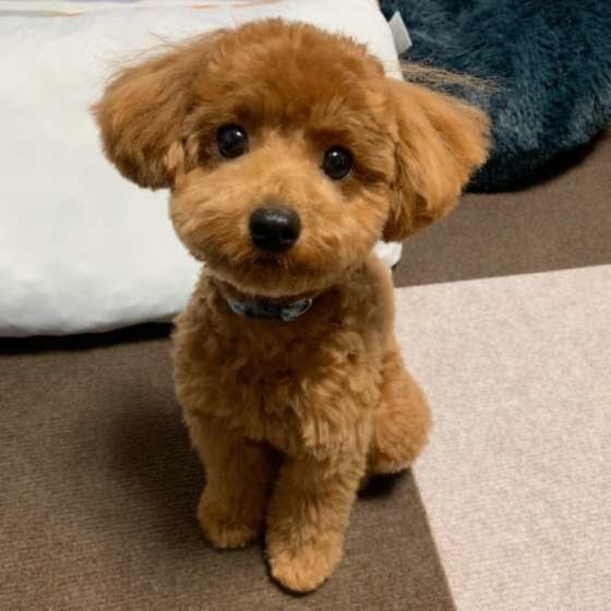 トイ・プードル