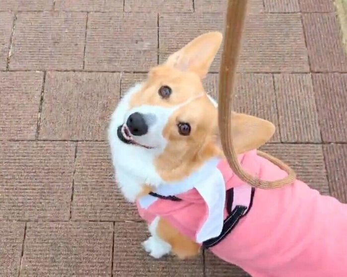 散歩中に笑顔を見せるこまちちゃん