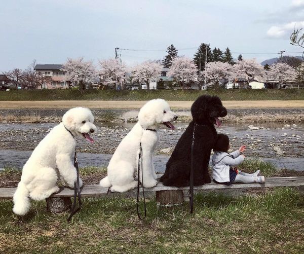 仲良しなスタンダード・プードル兄弟