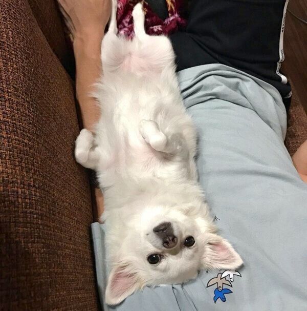 ヘソ天でくつろぐつくねちゃん