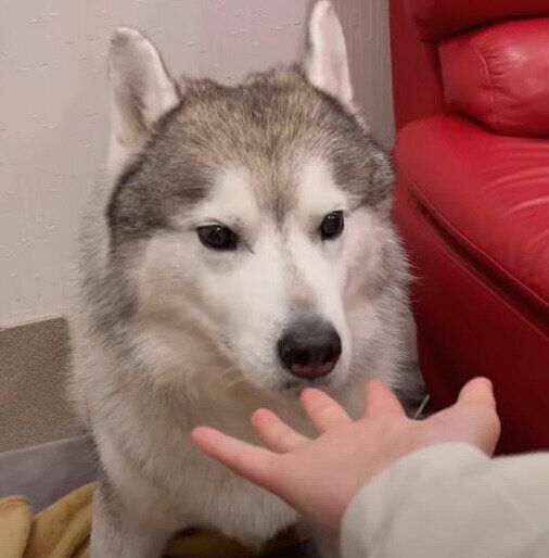 真顔の文太くん