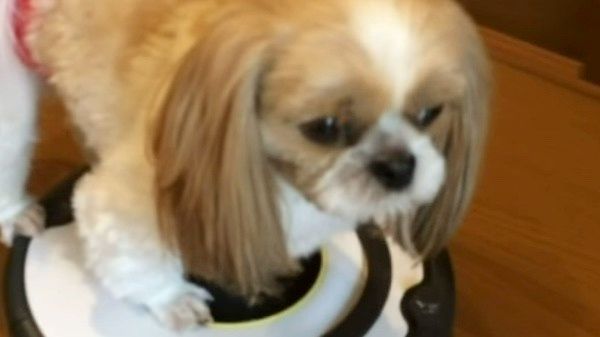 ルンバに乗るシー・ズー