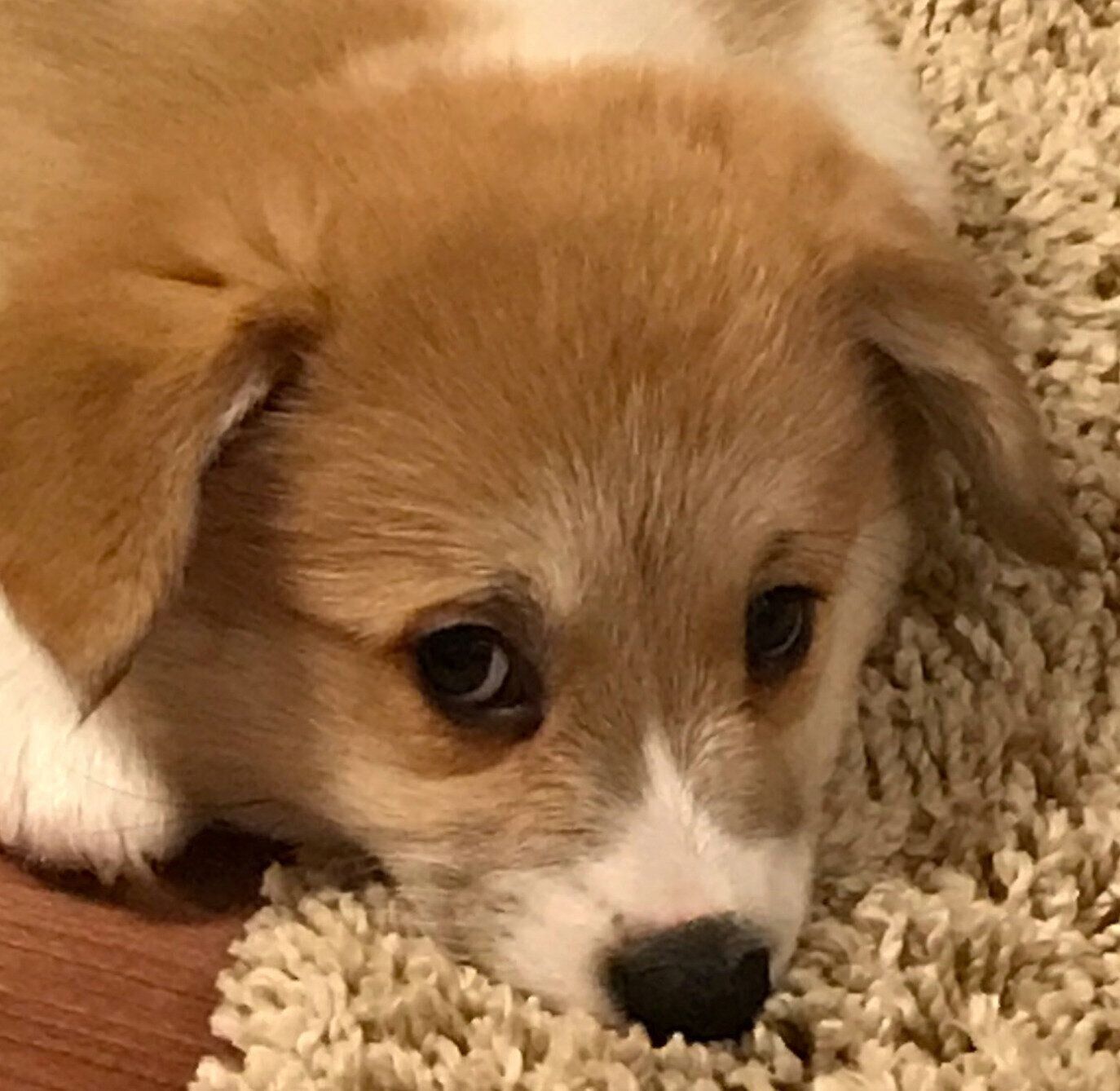 ペタッと伏せるエルモちゃん