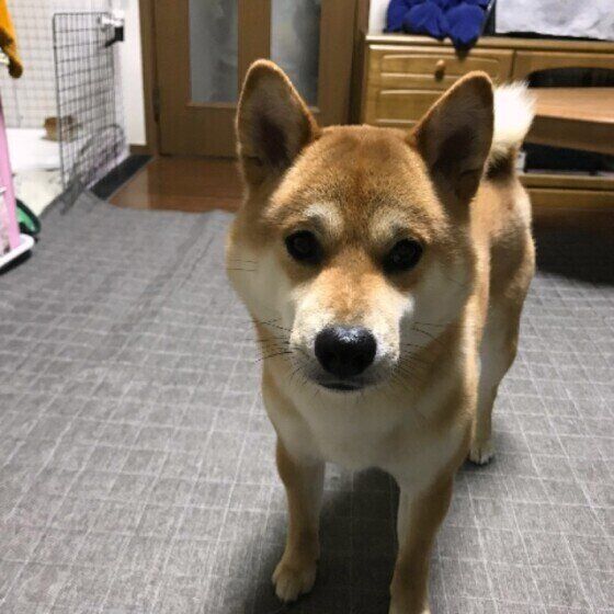 きょとん顔をする柴犬