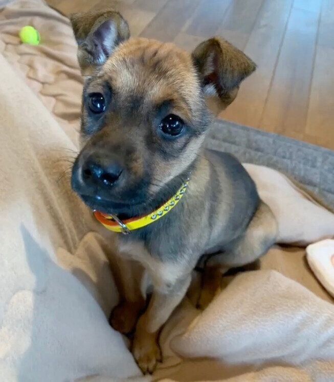 子犬時代のハロちゃん